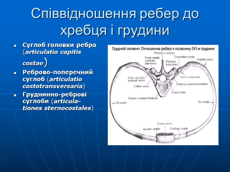 Cпіввідношення ребер до хребця і грудини Суглоб головки ребра (articulatio capitis costae) Реброво-поперечний суглоб